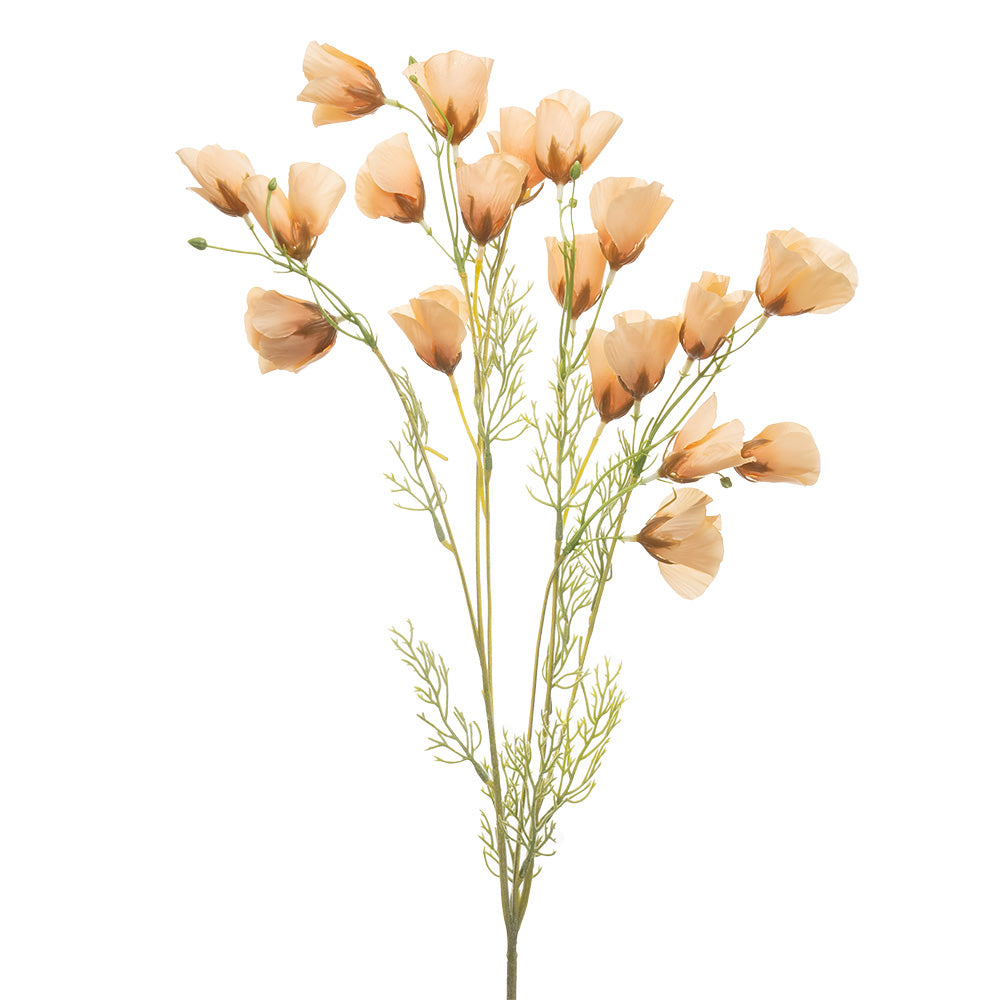 Dried Poppy Spray Champagne 90cm