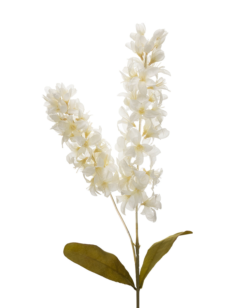Dried Stock Stem Cream 100cm