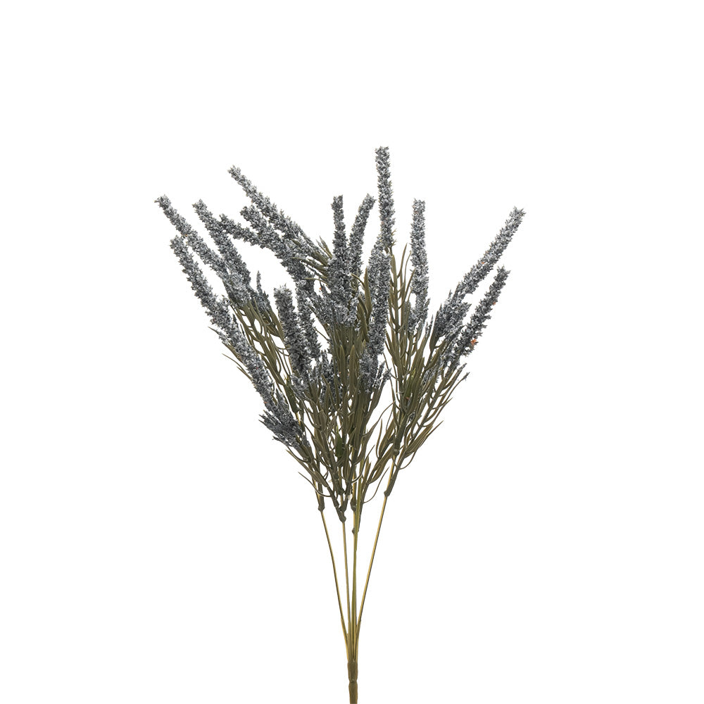 Lavender Bush Blue 42cm
