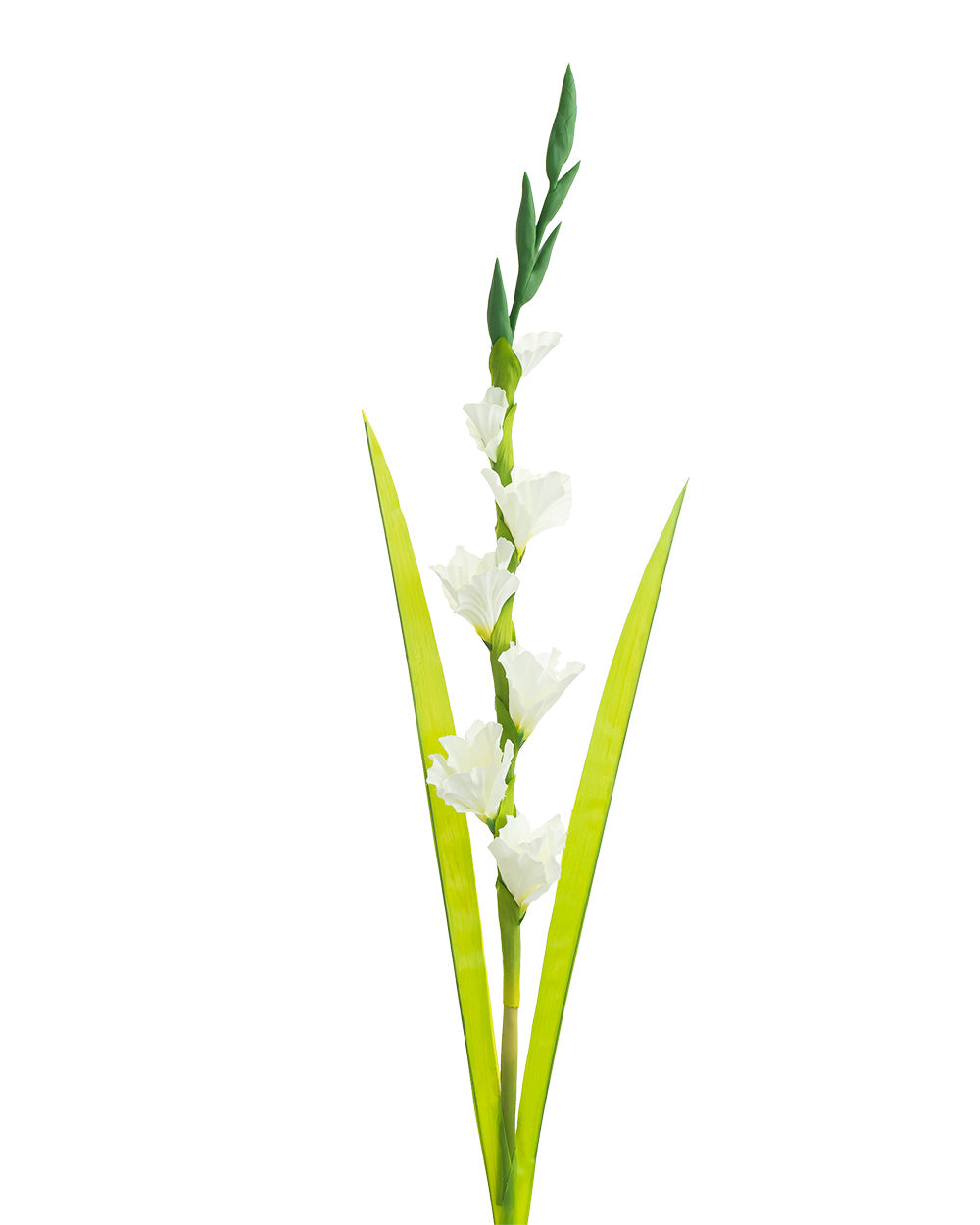 Gladiolus Stem Cream 118cm