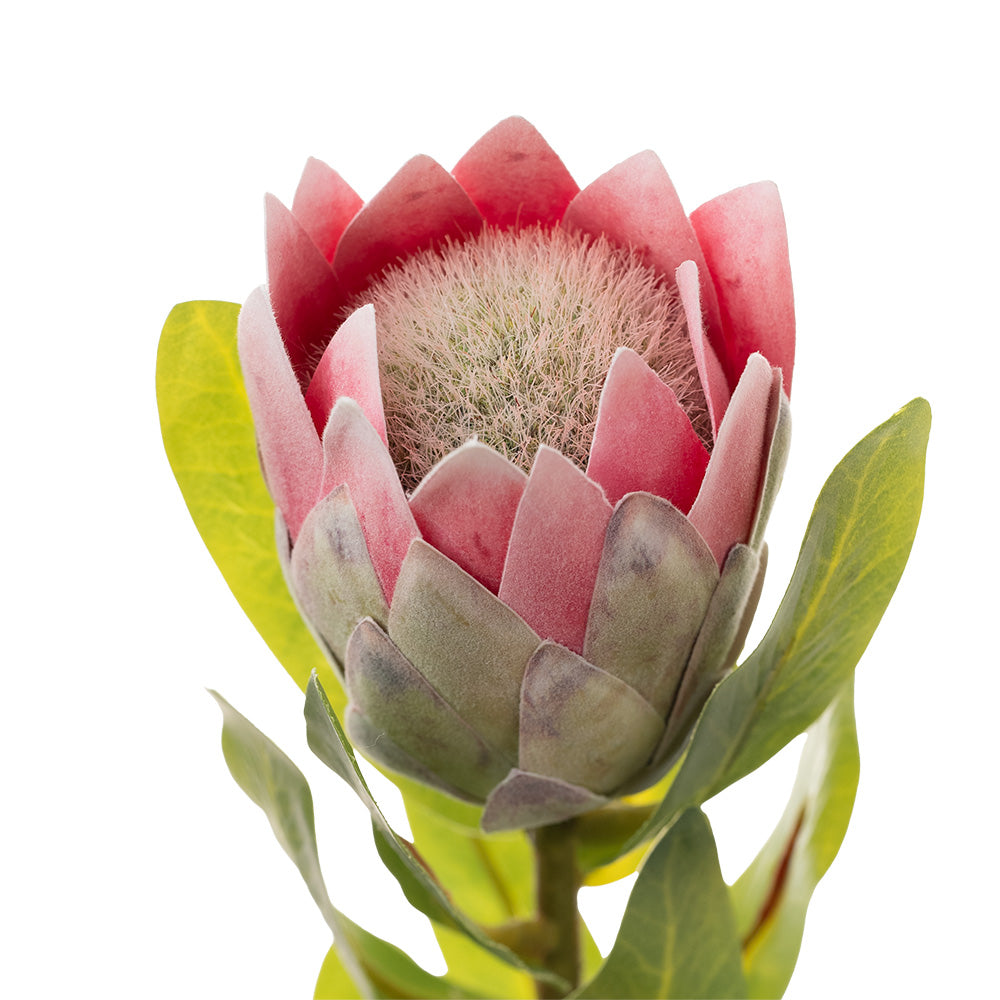 Protea Bud Pink 38cm