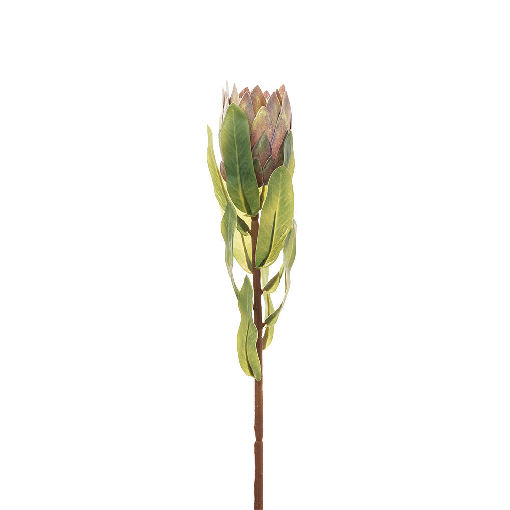 Protea Bud Purple 38cm