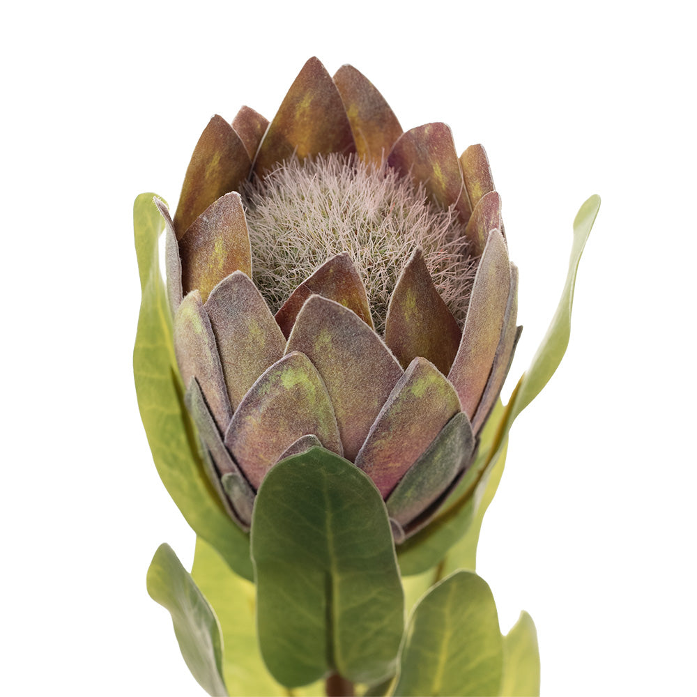 Protea Bud Purple 38cm