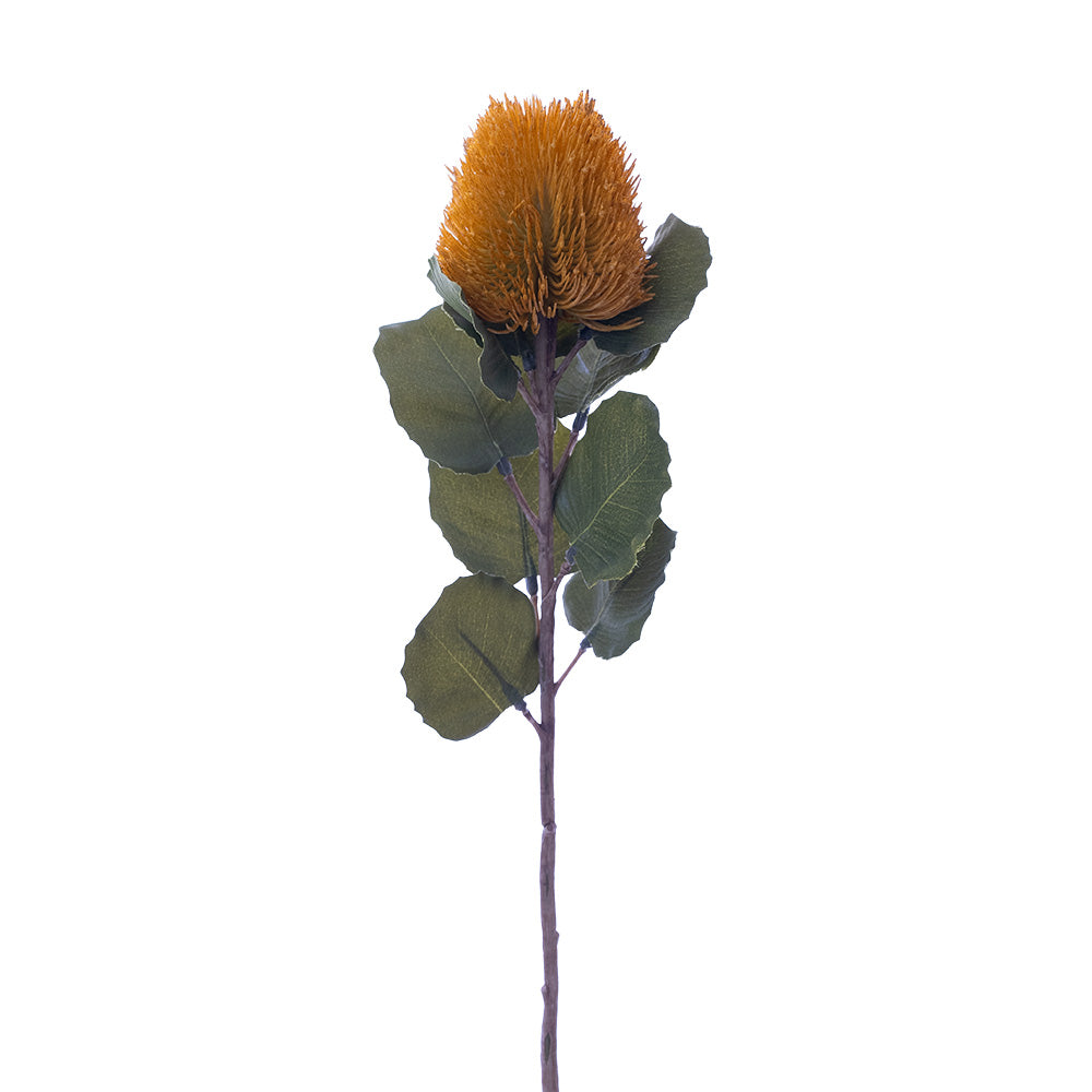 Banksia Bud Stem Yellow 59cm