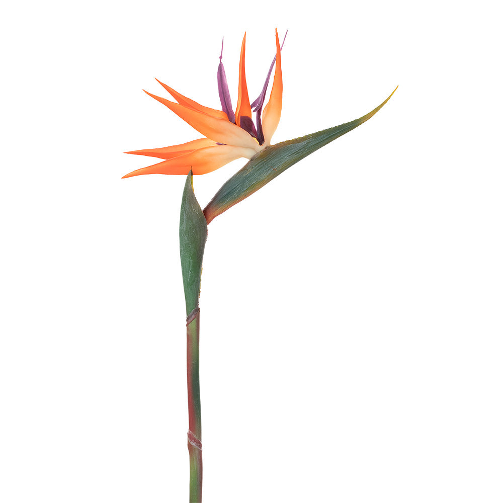 Bird of Paradise Orange 85cm