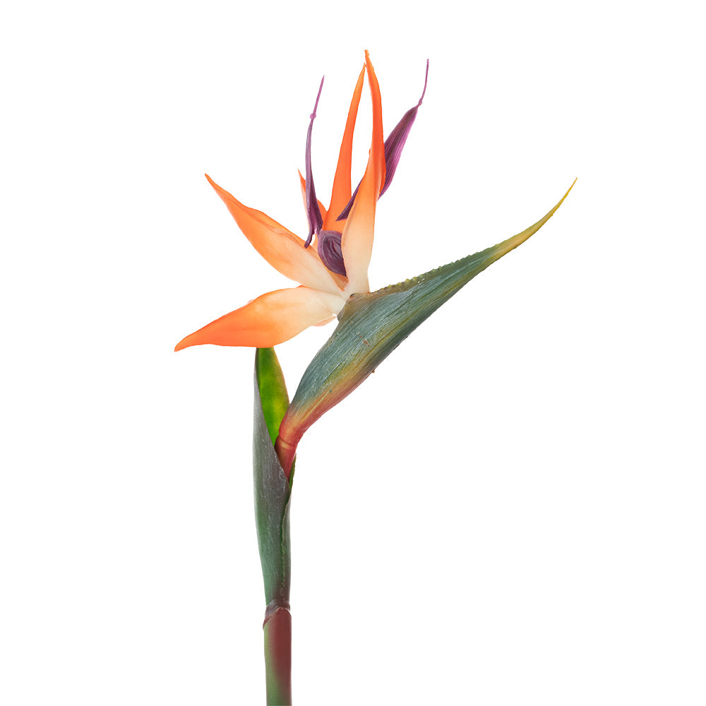 Bird of Paradise Orange 85cm