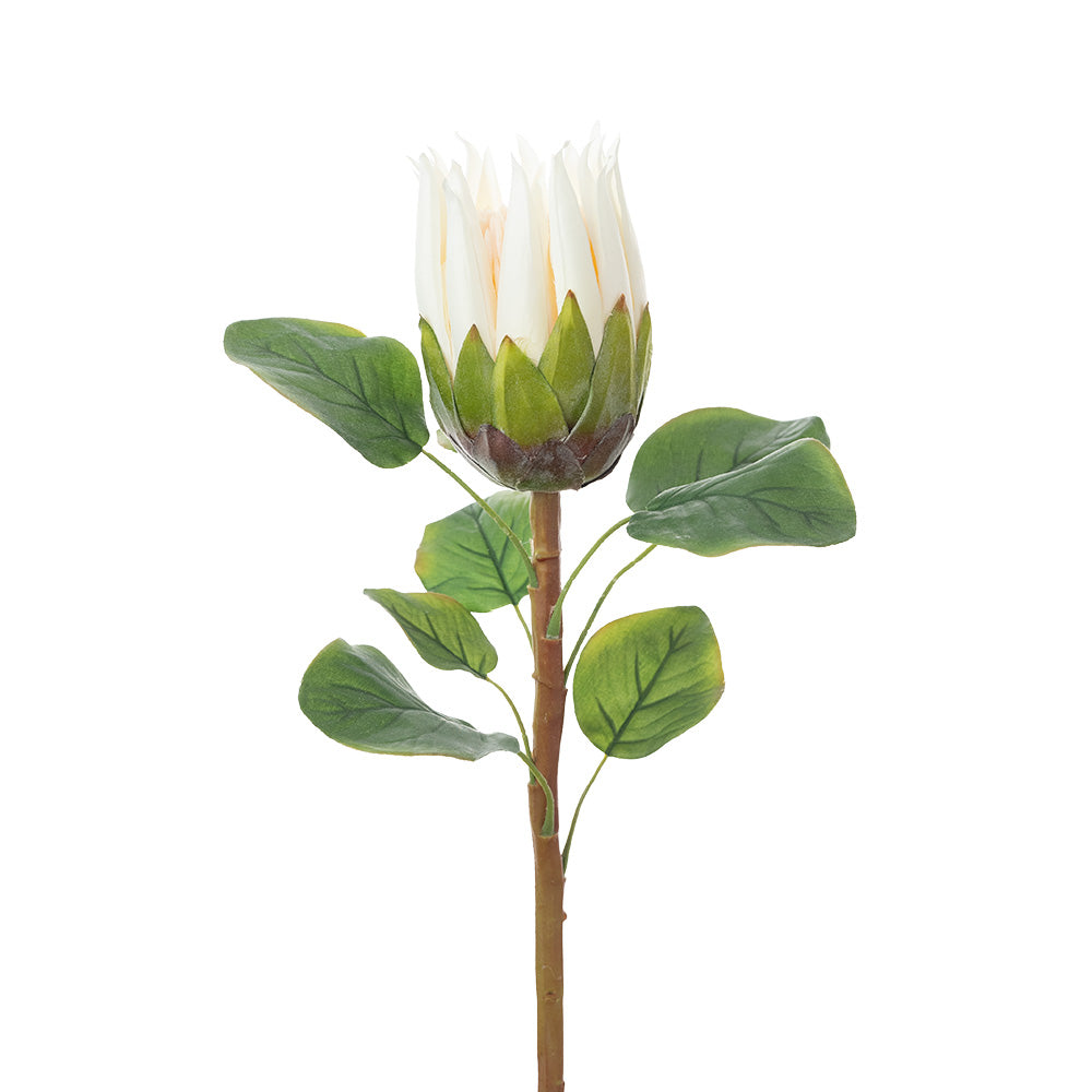 Protea Stem Cream 68cm