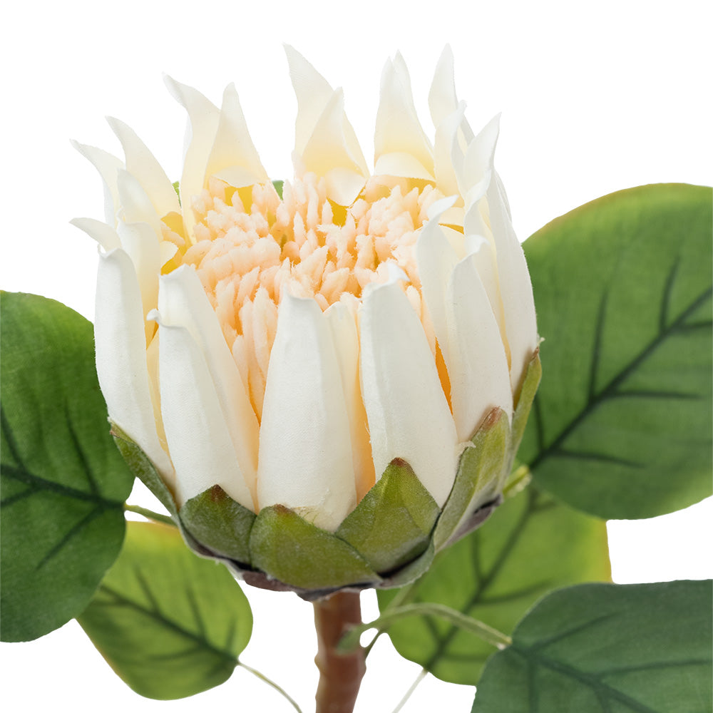 Protea Stem Cream 68cm