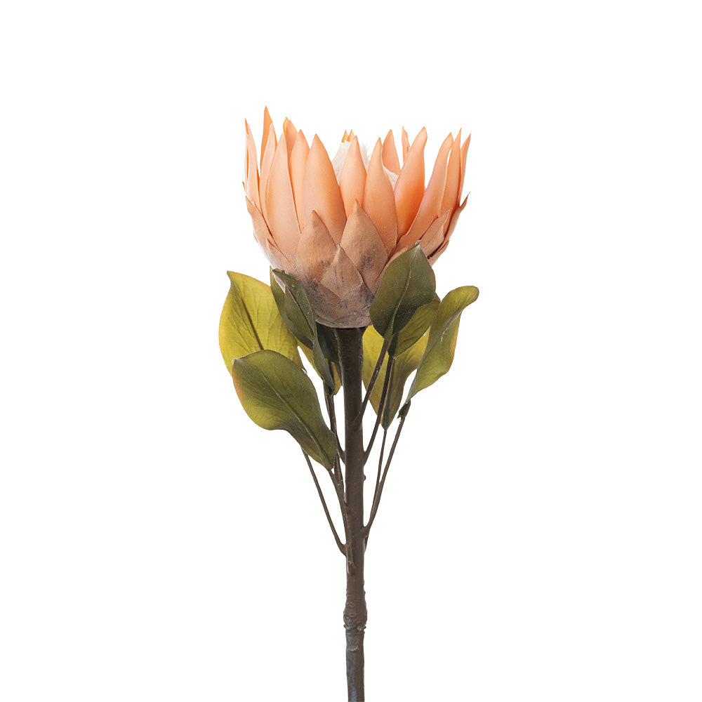 King Protea Brown 73cm