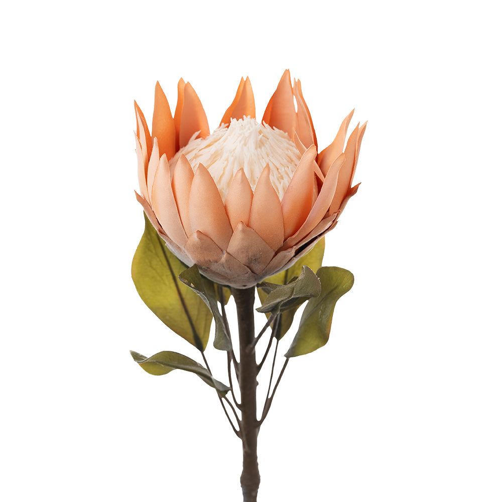 King Protea Brown 73cm