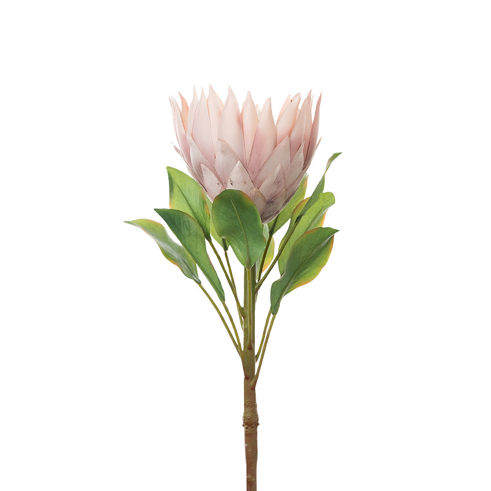 King Protea Light Pink 73cm