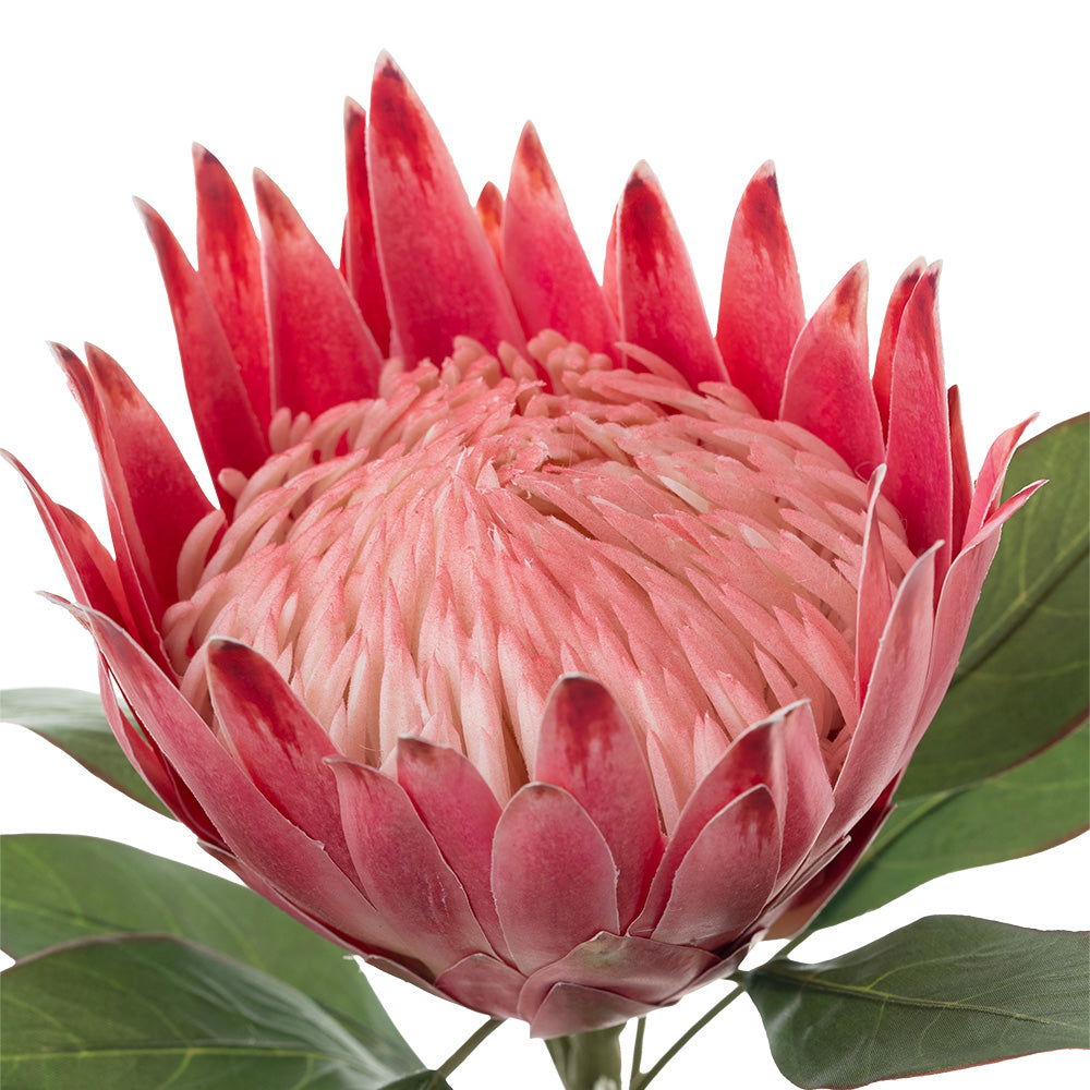 King Protea Pink 76cm