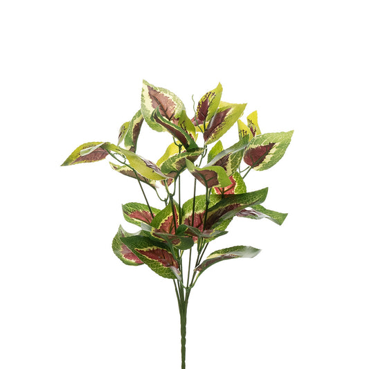 Coleus Red Bush Green 35CM