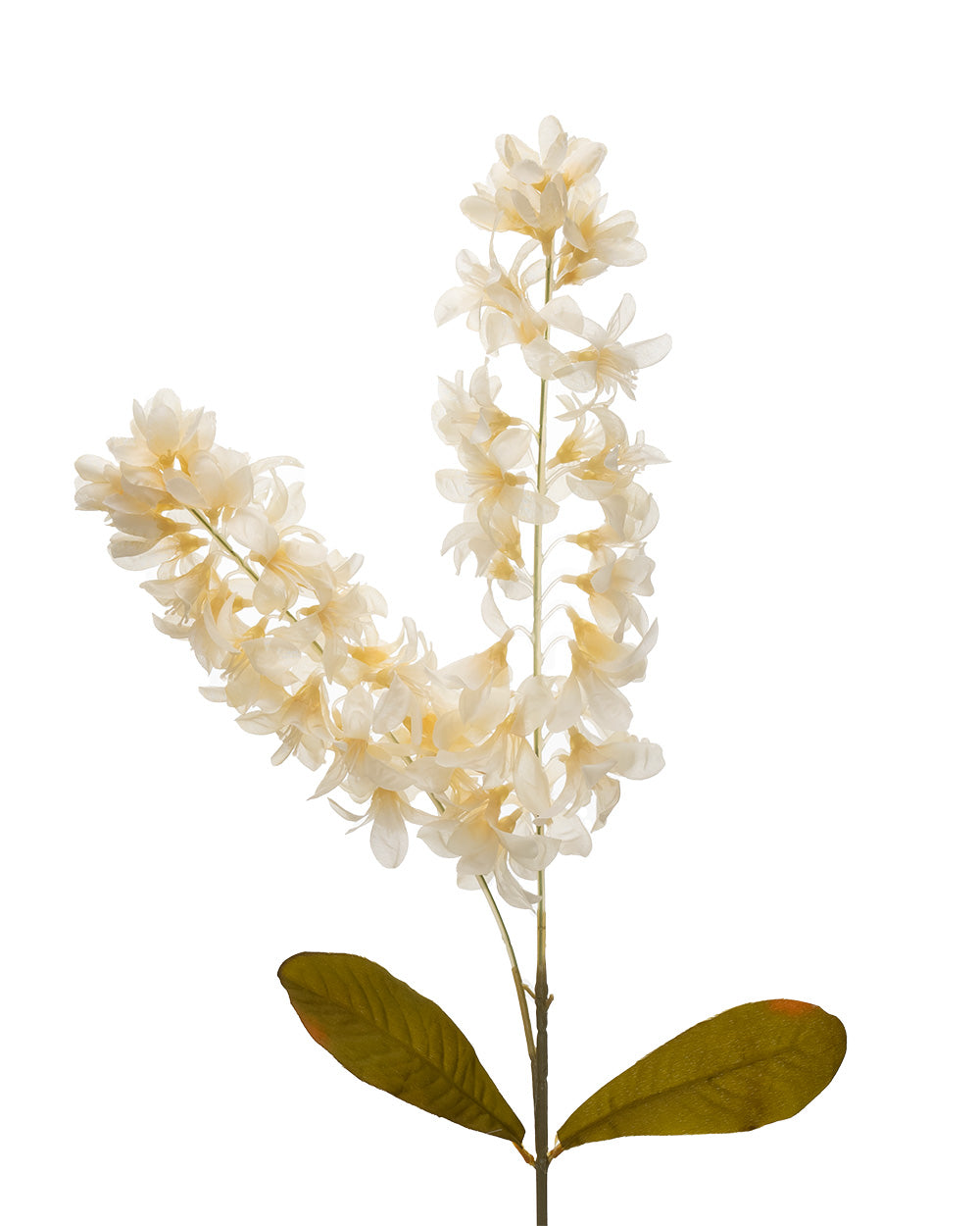 Dried Stock Stem Champagne 100cm