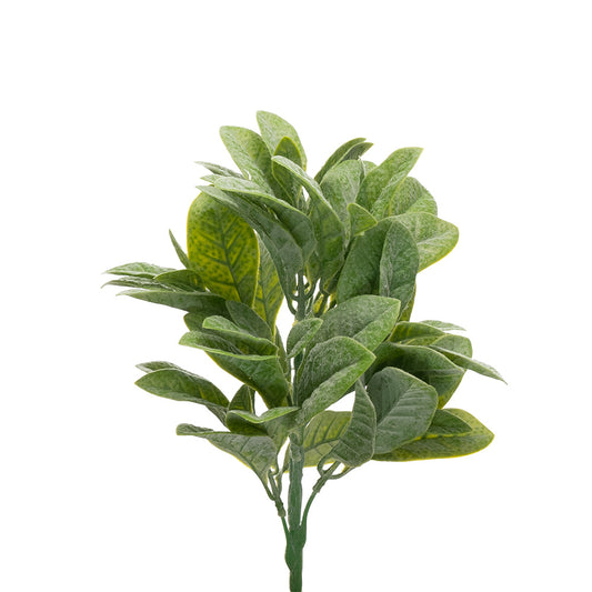 Lambs Ear Green 30cm