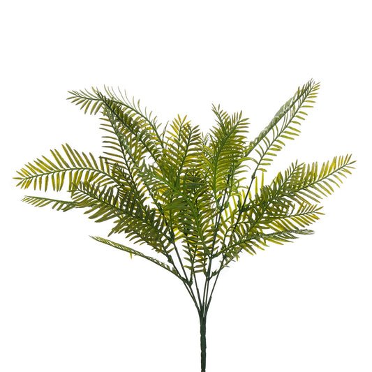 Cycad Palm Bush Green
