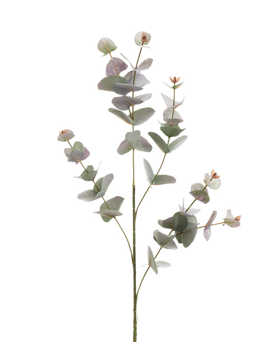 Dried Eucalyptus Stem Purple 88cm
