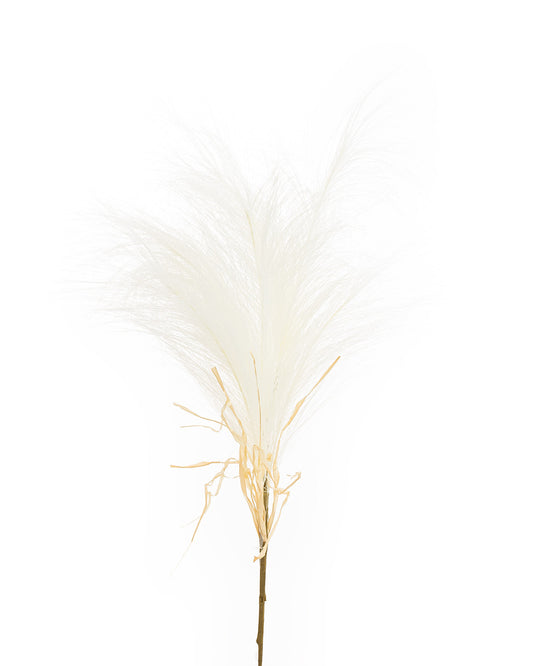 Pampas Stem Cream 80cm