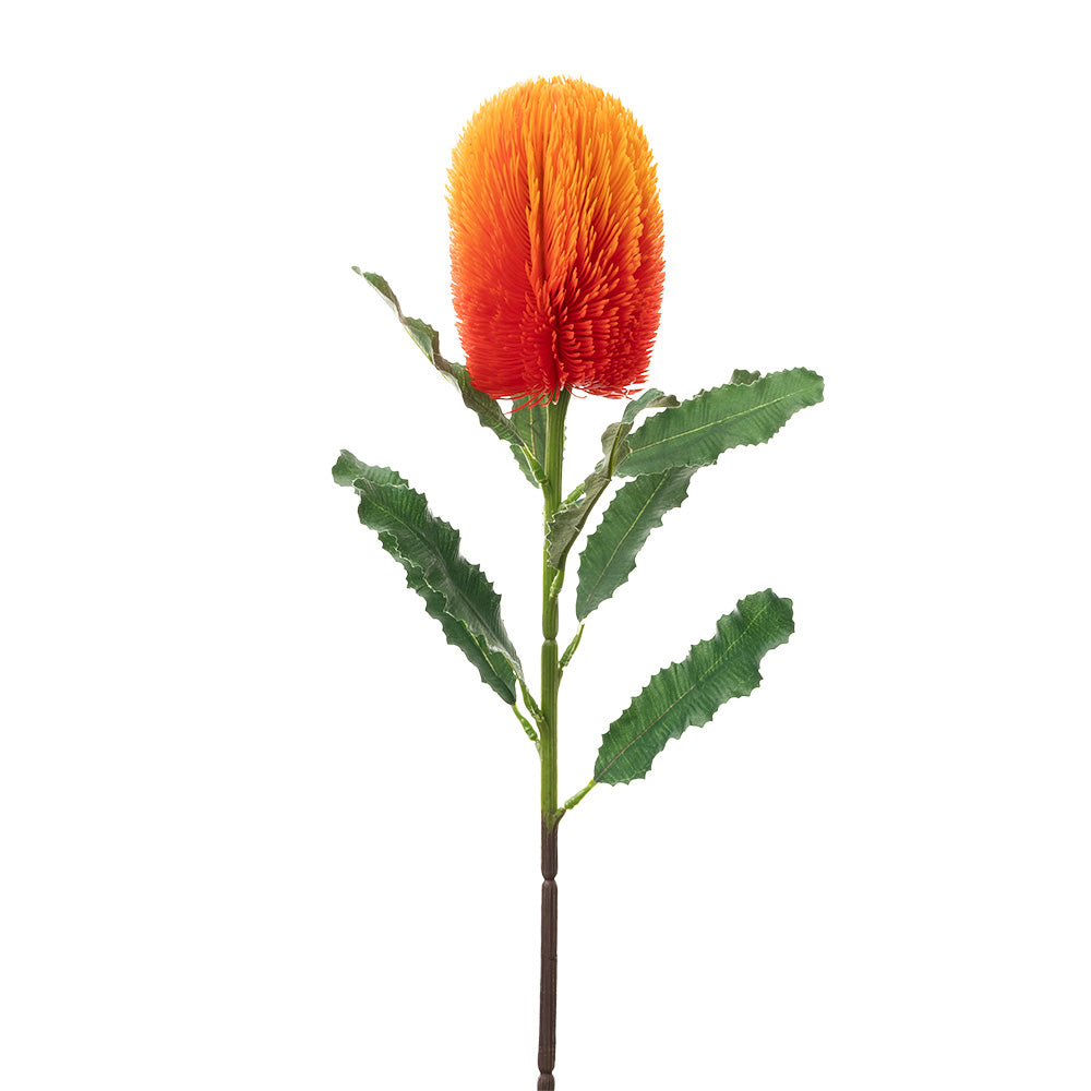 Banksia Stem Orange 65cm