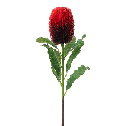 Banksia Stem Red 65cm