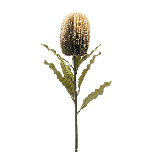 Dried Banksia Stem Cream 65cm