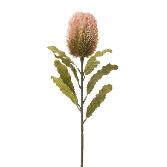 Dried Banksia Stem Pink 65cm