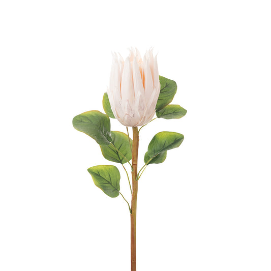 Protea Stem Cream Pink 68cm
