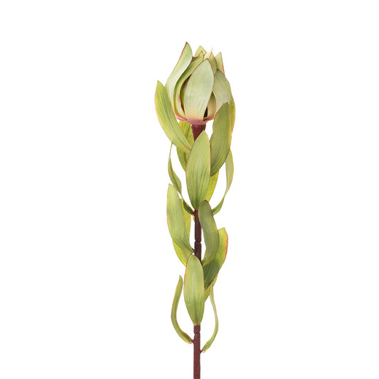Leucadendron Green 68cm