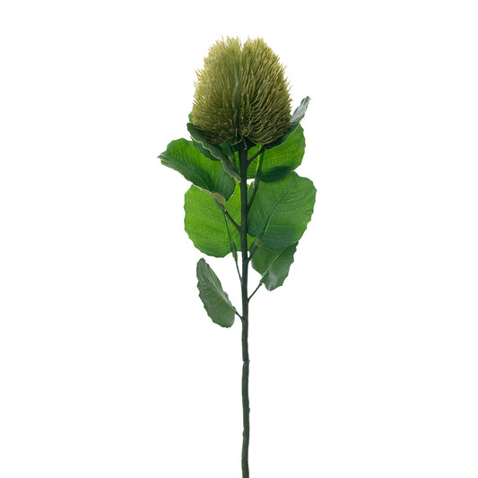 Banksia Bud Stem Green 59cm