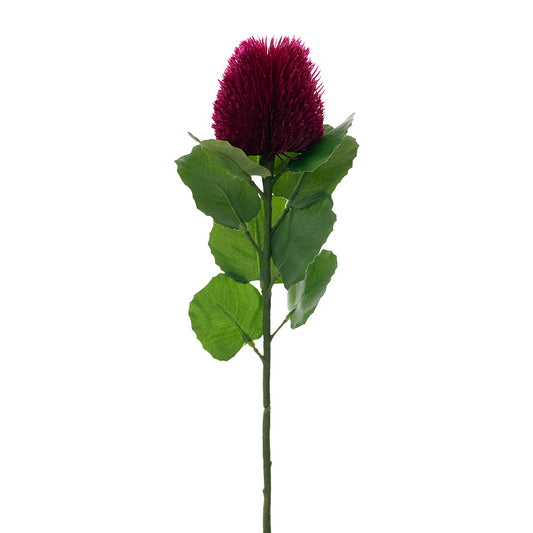 Banksia Bud Stem Hot 59cm