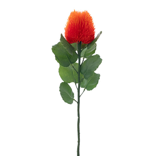 Banksia Bud Stem Orange 59cm