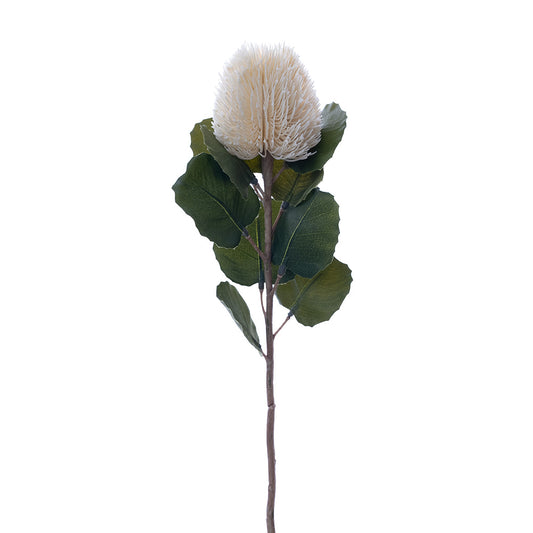 Banksia Bud Stem Cream 59cm