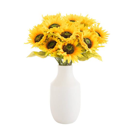 Helianthus Harmony